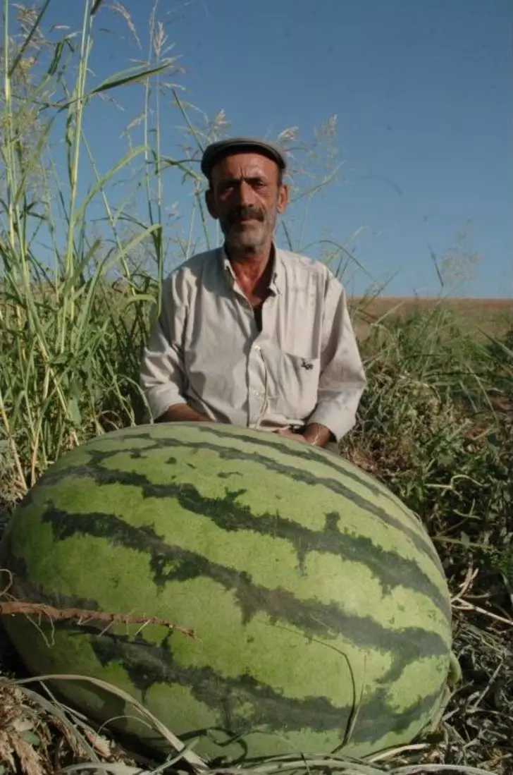 Diyarbakır'ın tescilli simgesi: Diyarbakır karpuzu! 2
