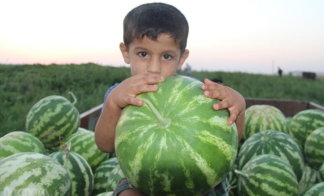 Diyarbakır'ın tescilli simgesi: Diyarbakır karpuzu! 1