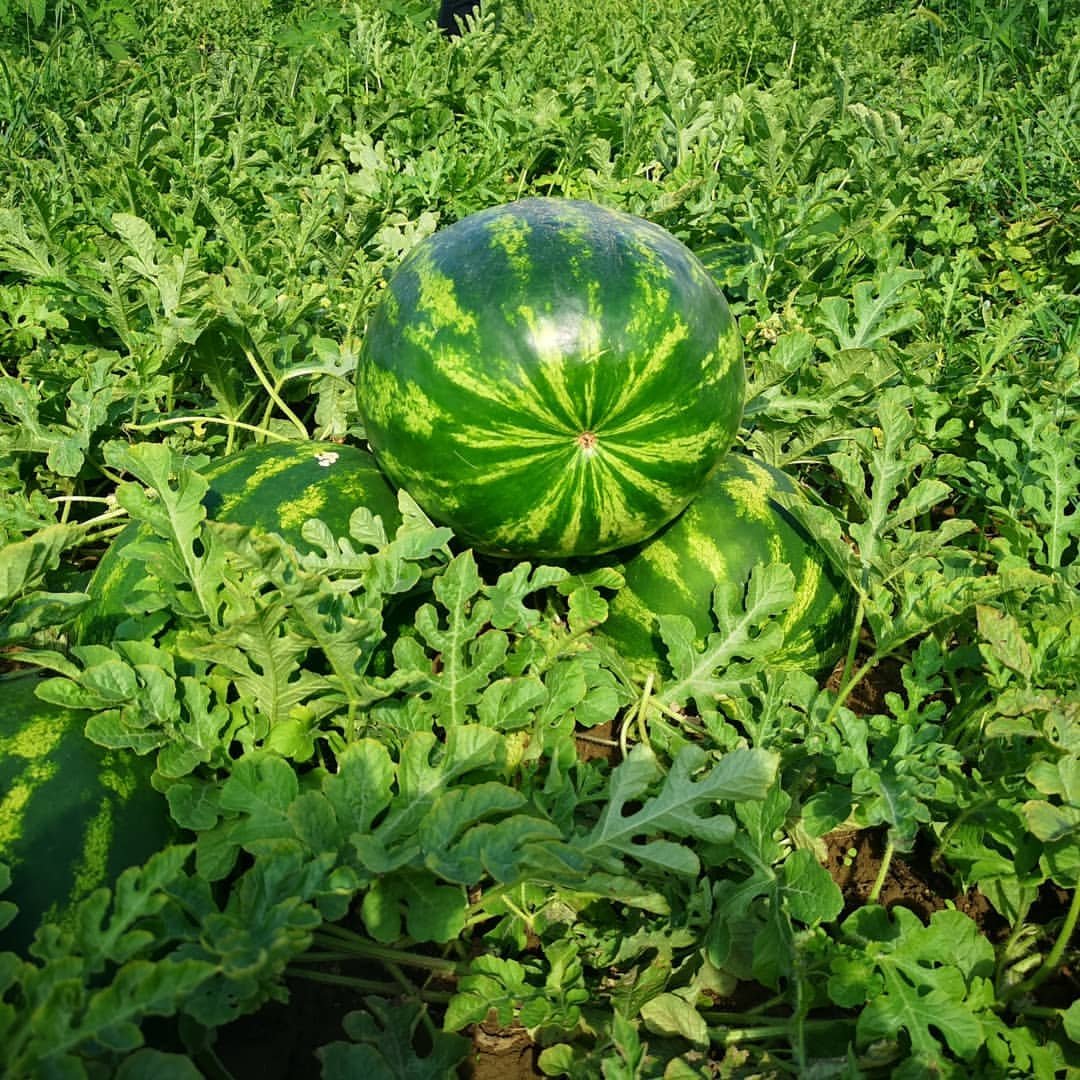 Diyarbakır'ın tescilli simgesi: Diyarbakır karpuzu! 7
