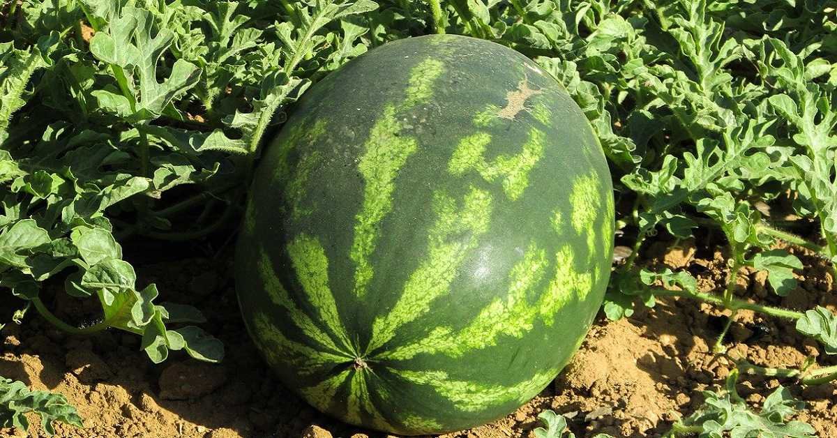 Diyarbakır'ın tescilli simgesi: Diyarbakır karpuzu! 5