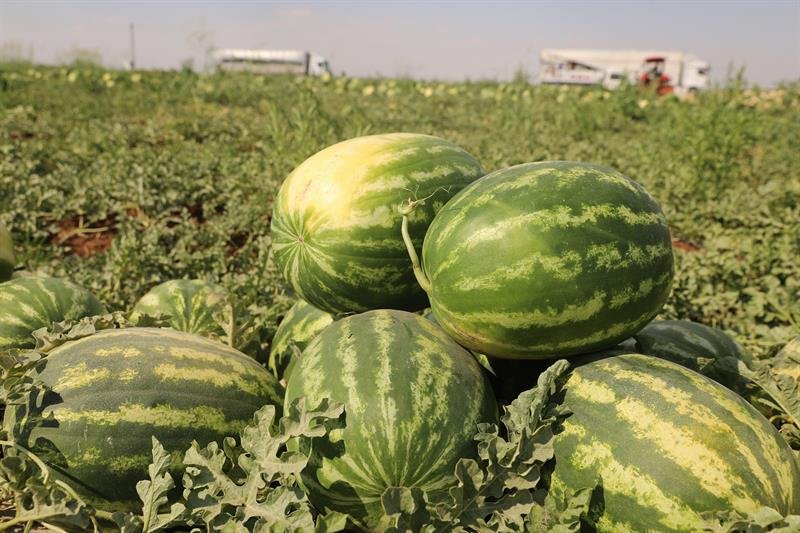 Diyarbakir Karpuzu Neden Meshur 1