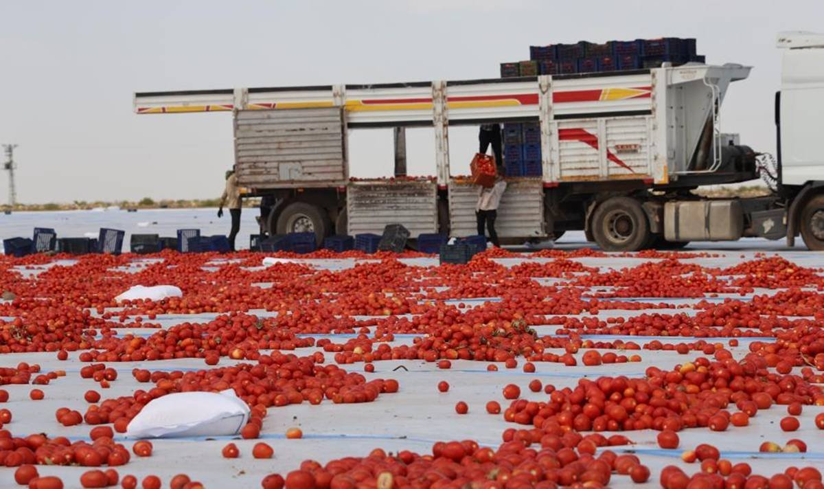 Diyarbakır’ın domatesi Avrupa yolunda 3