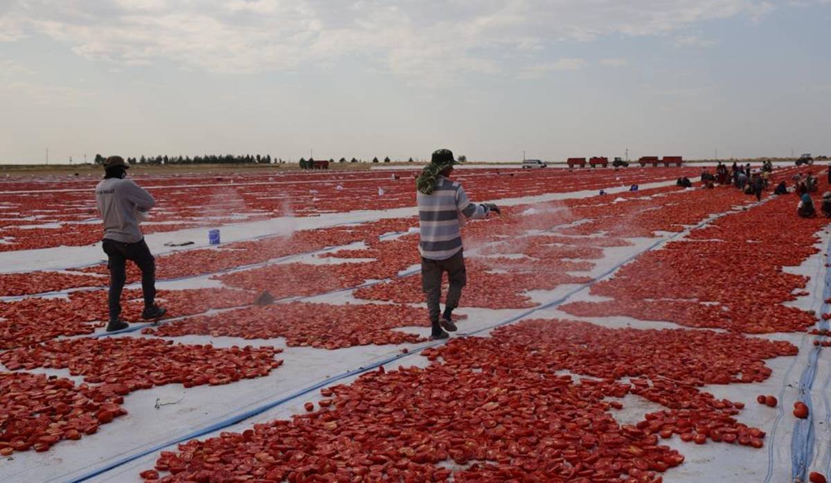 Diyarbakır’ın domatesi Avrupa yolunda 2