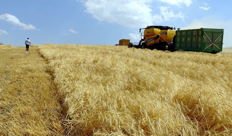Diyarbakırlı biçerdöverler Kars’ta buğdayları hasat ediyor-1