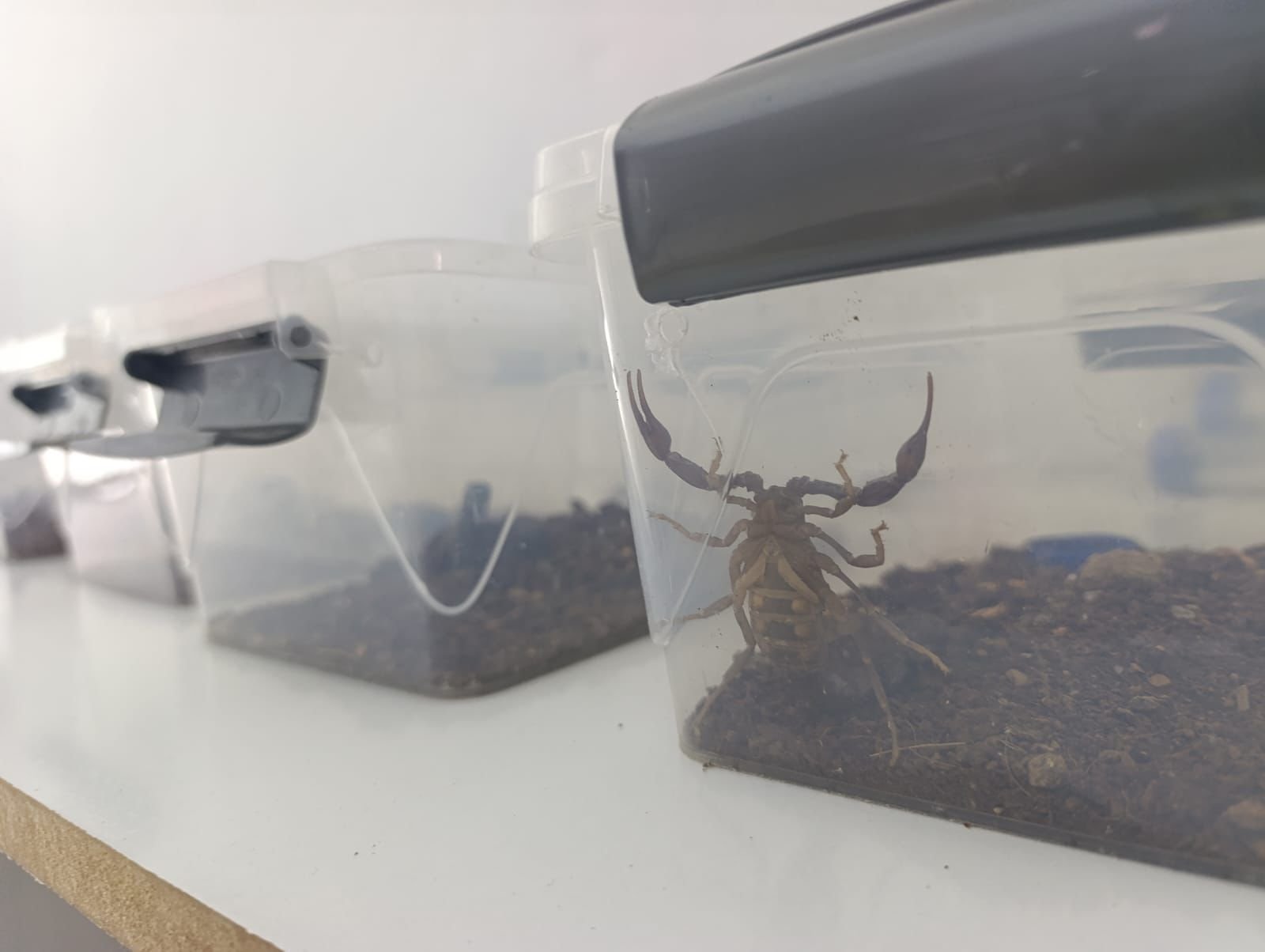 Diyarbakır’da akrep zehri üretimi başladı 2