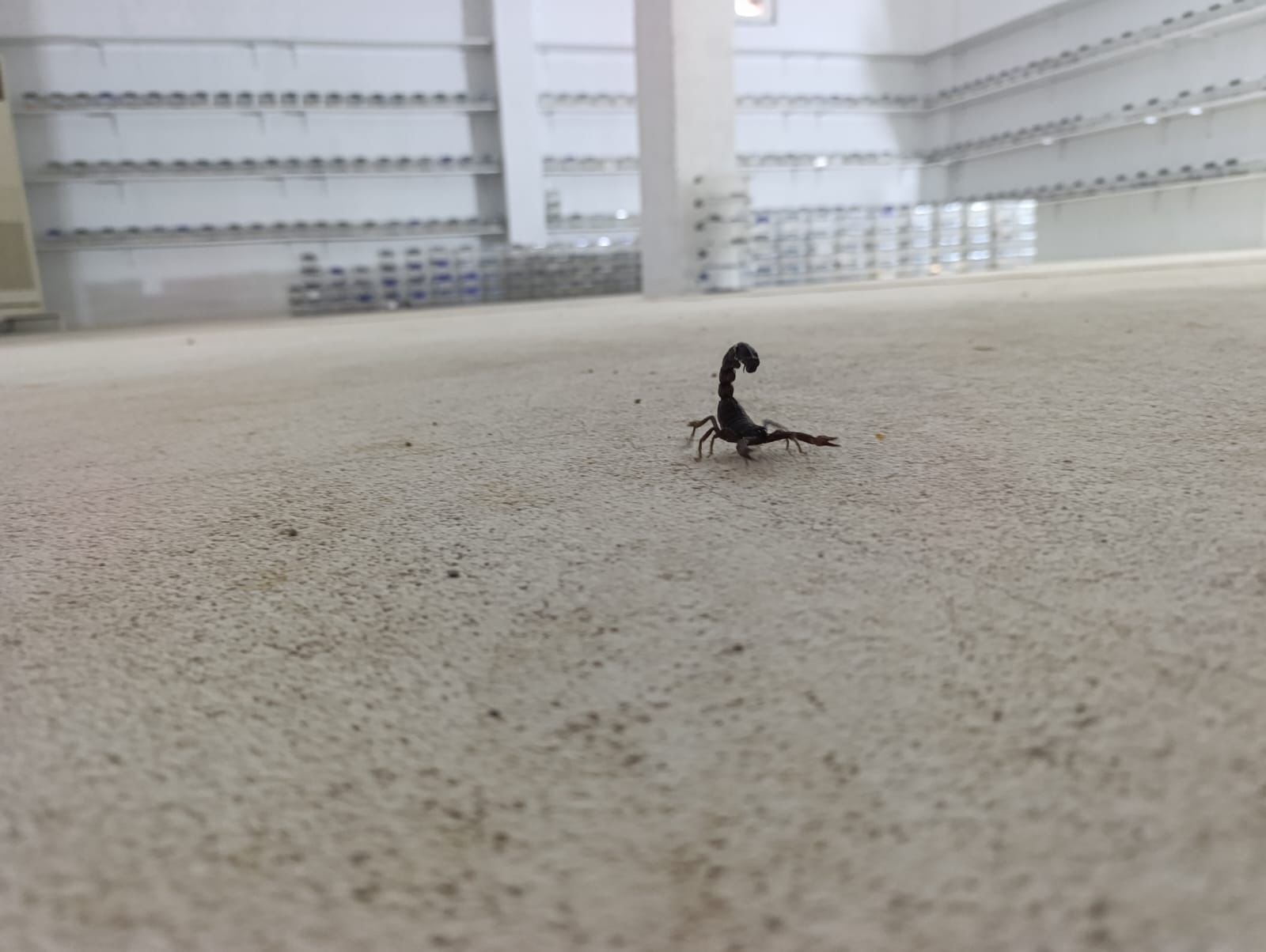 Diyarbakır’da akrep zehri üretimi başladı 1