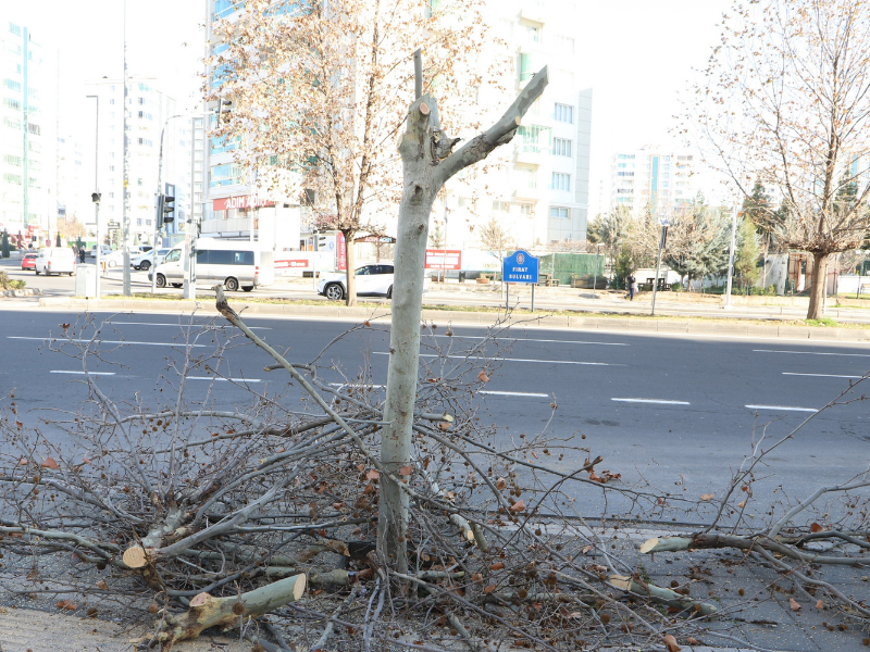 Çınar Ağaçları Hastalıktan Kurtarıldı (2)