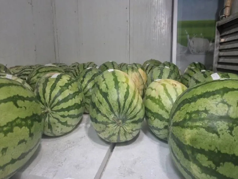 Soğuk Hava Deposunda Korunuyor