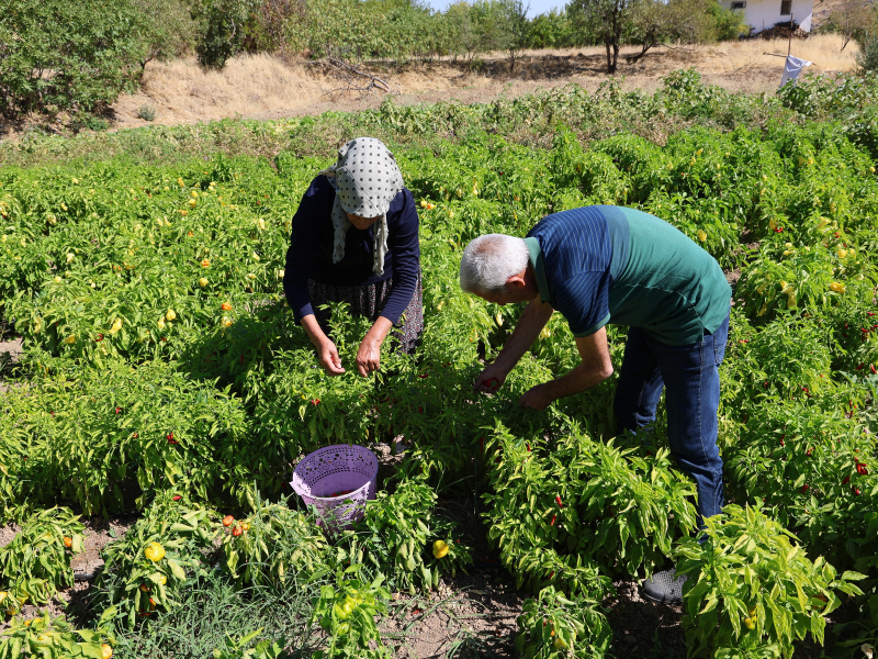 Zeynep Güven, Eşinin Tarla