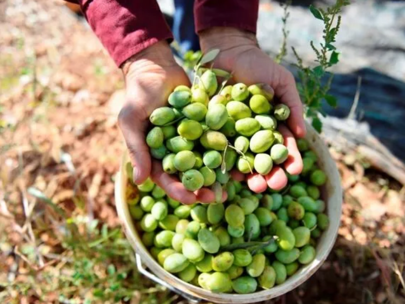 Derik Zeytini Diyarbakır’da Fiyatıyla Dikkat Çekiyor2