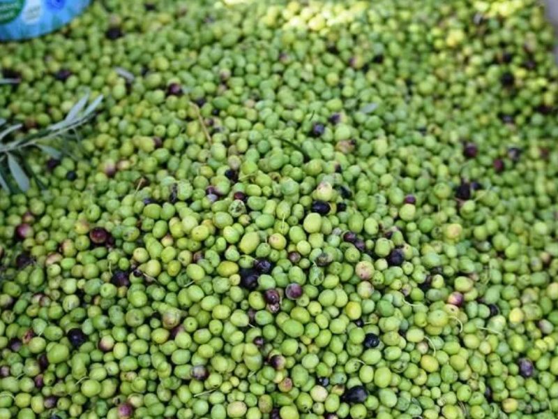 Derik Zeytini Diyarbakır’da Fiyatıyla Dikkat Çekiyor3