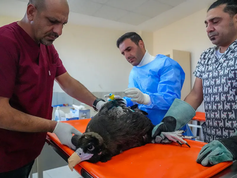 Diyarbakır'da Yaban Hayvanlarına Yönelik Silahlı Tehdit2