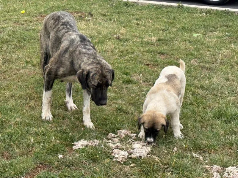 Diyarbakırlı Yurttaştan Sokak Hayvanlarına Örnek Duyarlılık2