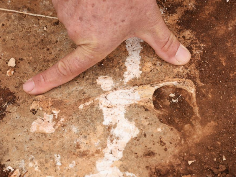 Tetis Denizi’nden Kalan Tortullar Kocaköy’de Ortaya Çıktı