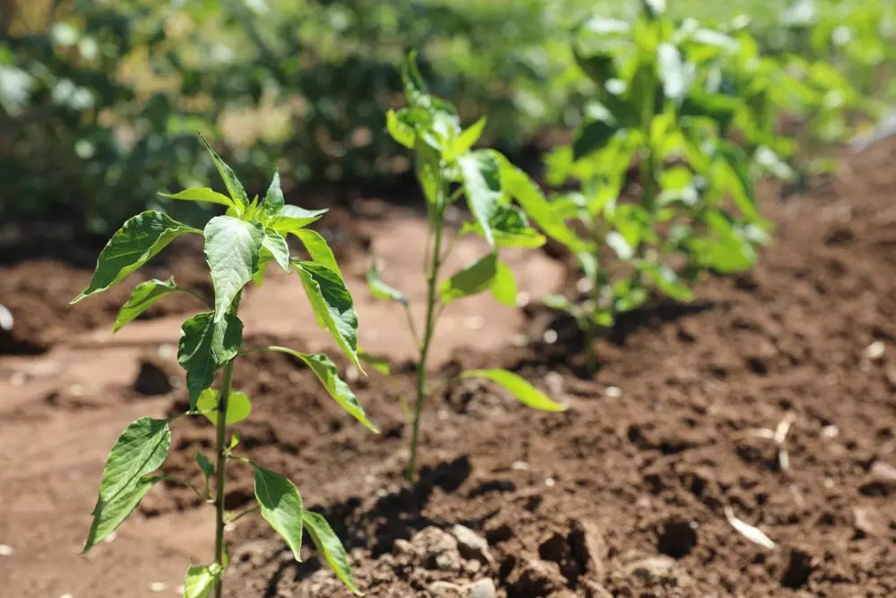 Yerel tohumlar Agroekoloji Yerleşkesi’nde koruma altında 5