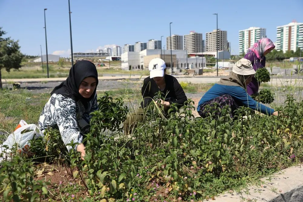 Kadın emeğiyle yetişen tıbbi ve aromatik bitkilerde ilk hasat yapıldı 3