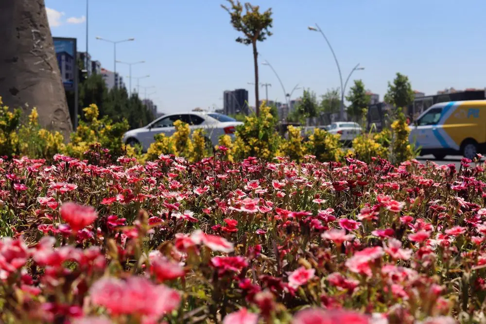 500 bin Çin karanfili üretildi, çiçekler toprakla buluştu 12