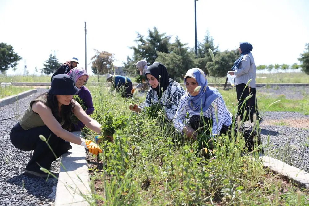 Kadın emeğiyle yetişen tıbbi ve aromatik bitkilerde ilk hasat yapıldı 4