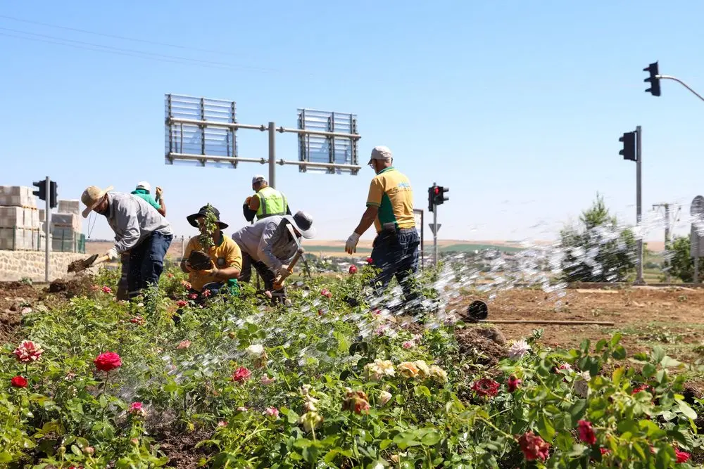 Mardin yolu 14 bin 200 gülle renklenecek 3
