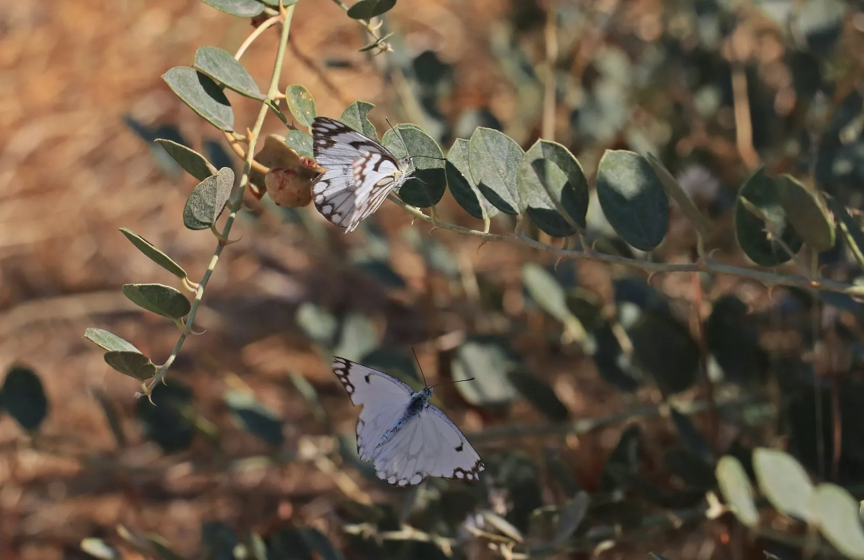 Dicle Vadisi ve Hevsel Bahçeleri'nde beyaz öncü kelebeklerin yumurta telaşı başladı
