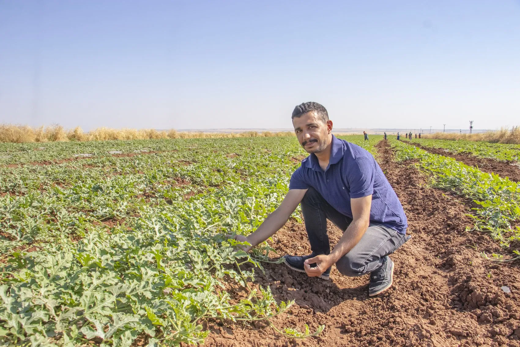 Diyarbakır'ın meşhur karpuz tarlalarında dolu hasarı Hasat takvimi 20 Temmuz'a ertelendi