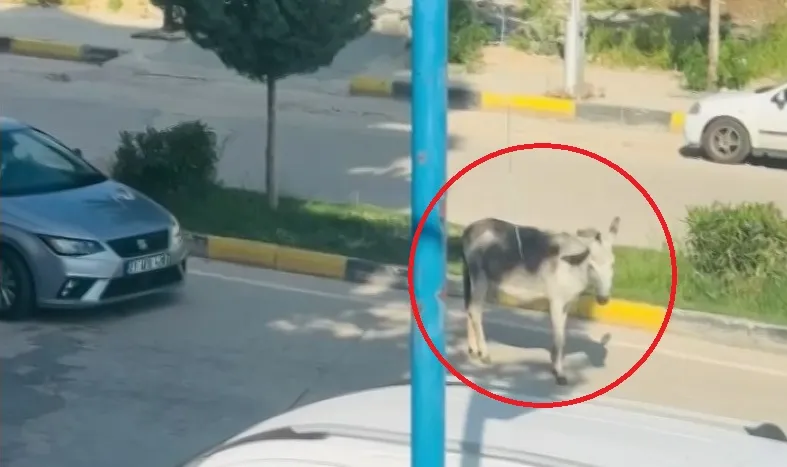 Ergani kara yolunda beklenmedik misafir Başıboş eşek sürücülere zor anlar yaşattı
