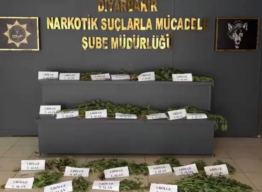Diyarbakır Hevsel Bahçeleri'nde şafak vakti narkotik operasyonu 12 bin kök kenevir imha