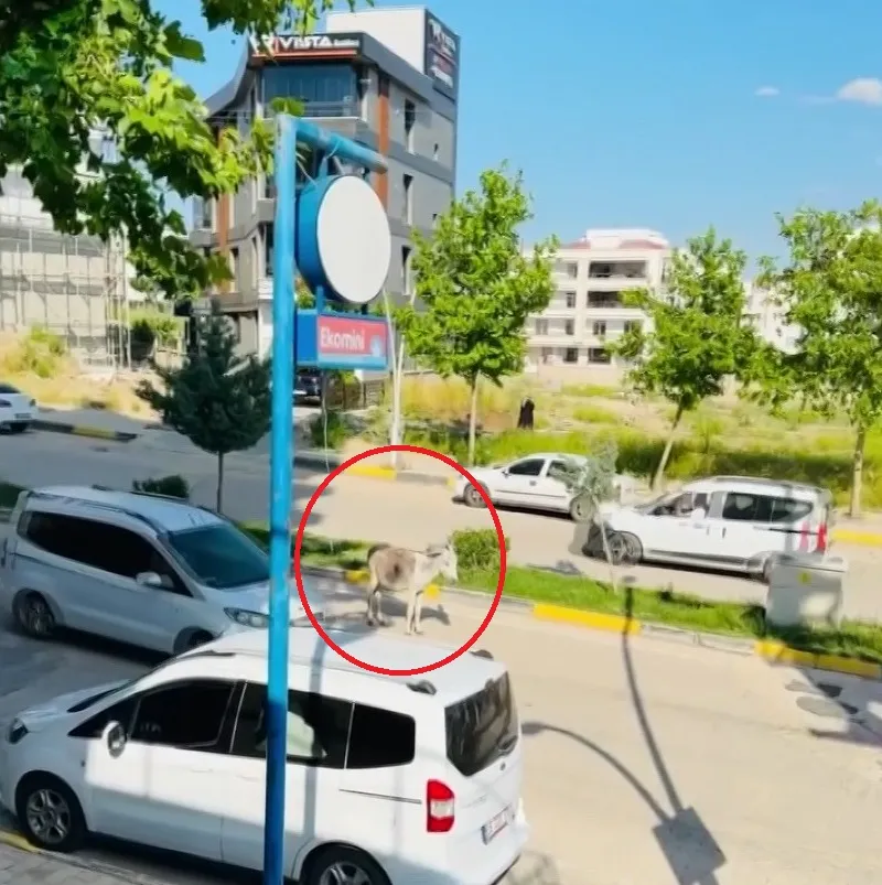 Ergani kara yolunda beklenmedik misafir Başıboş eşek sürücülere zor anlar yaşattı