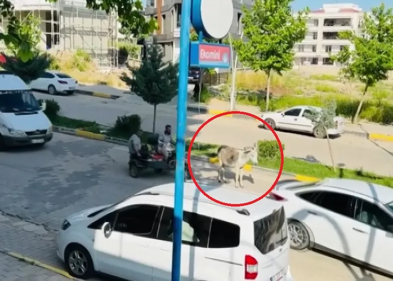 Ergani kara yolunda beklenmedik misafir Başıboş eşek sürücülere zor anlar yaşattı