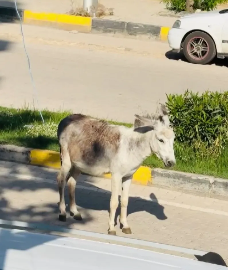 Ergani kara yolunda beklenmedik misafir Başıboş eşek sürücülere zor anlar yaşattı