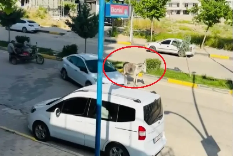 Ergani kara yolunda beklenmedik misafir Başıboş eşek sürücülere zor anlar yaşattı