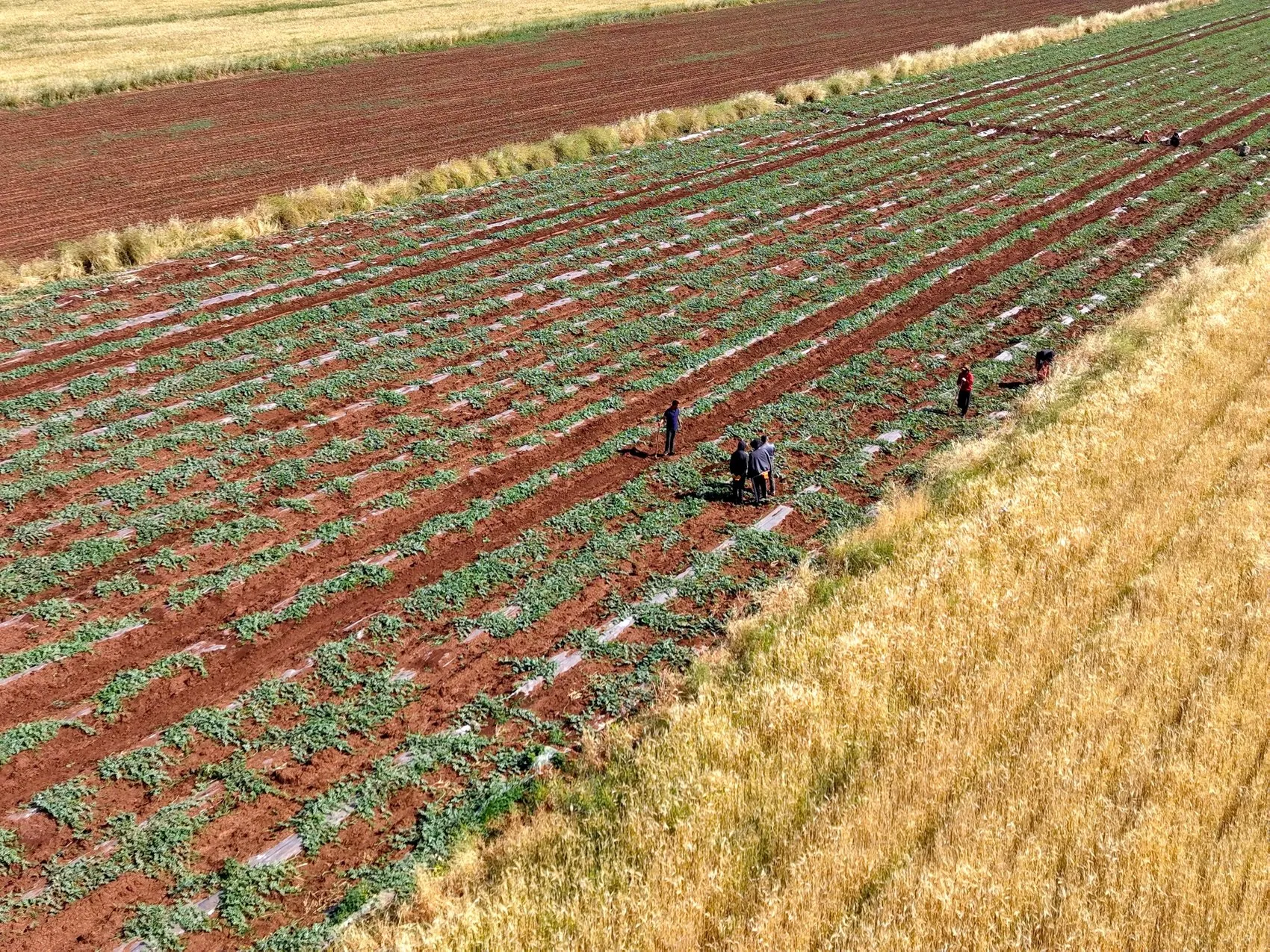 Diyarbakır'ın meşhur karpuz tarlalarında dolu hasarı Hasat takvimi 20 Temmuz'a ertelendi