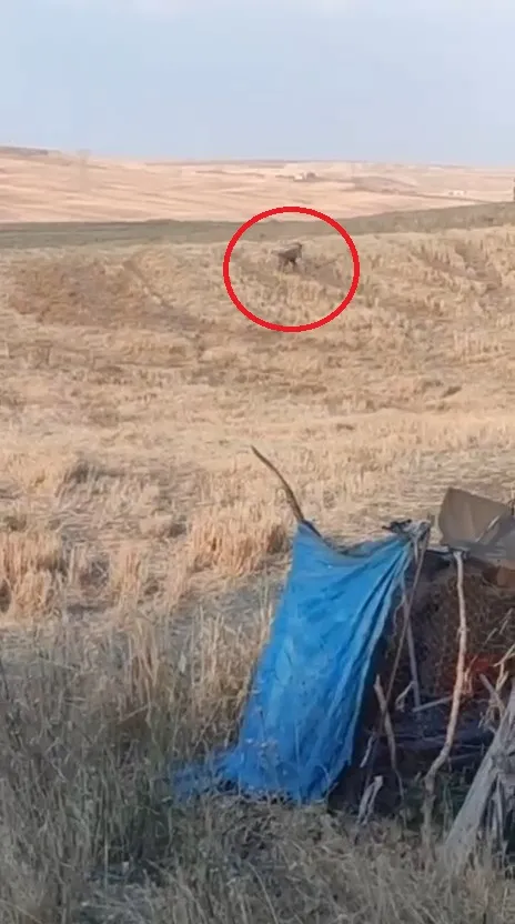 Bismil'de besicinin ağılına saldıran sahipsiz köpekler 15 kuzuyu telef etti O anlar