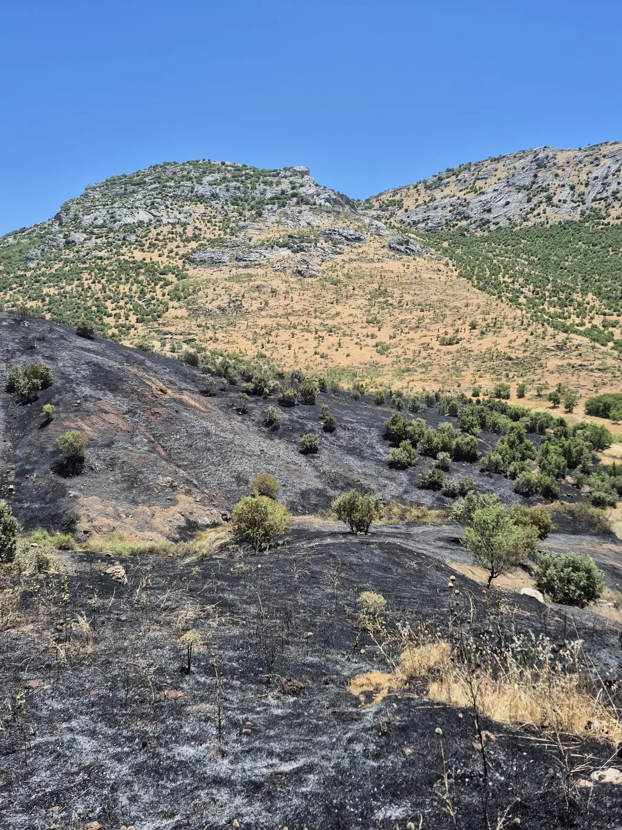 Dicle’de korkutan yangın 35 dönümlük üzüm bağı küle döndü, inceleme başlatıldı