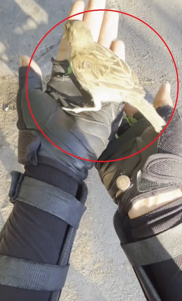 Diyarbakır'da motokurye Yusuf Dinar'ın vicdan dolu müdahalesi Serçeyi ölümden kurtardı