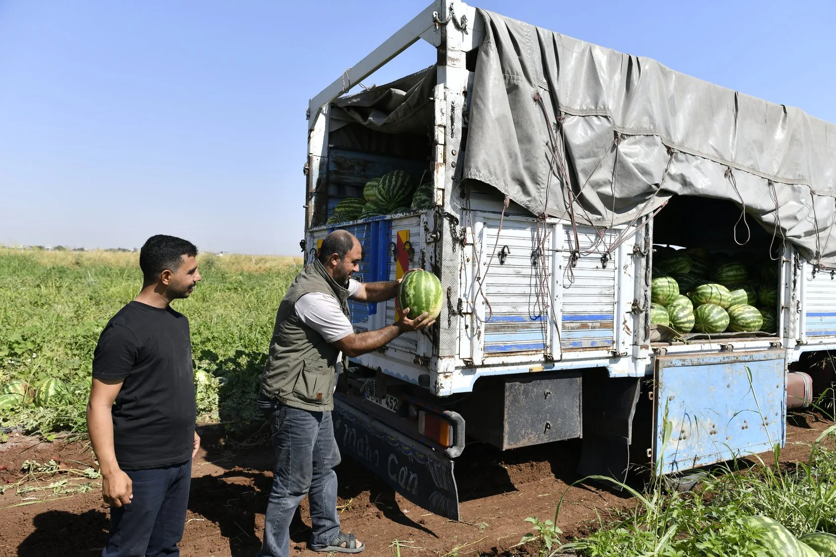 Diyarbakır karpuzunda hasat yoğunluğu Üretici tarlada satış fiyatından dertli