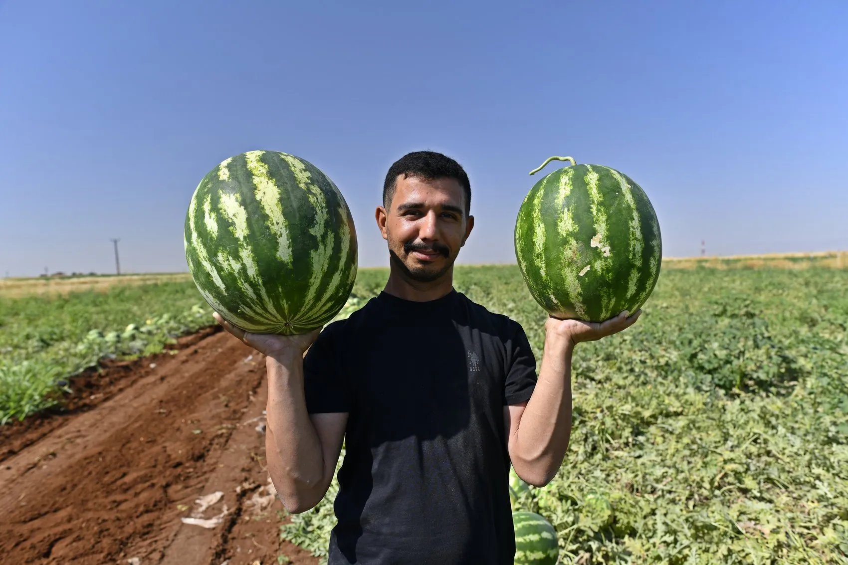Diyarbakır karpuzunda hasat yoğunluğu Üretici tarlada satış fiyatından dertli