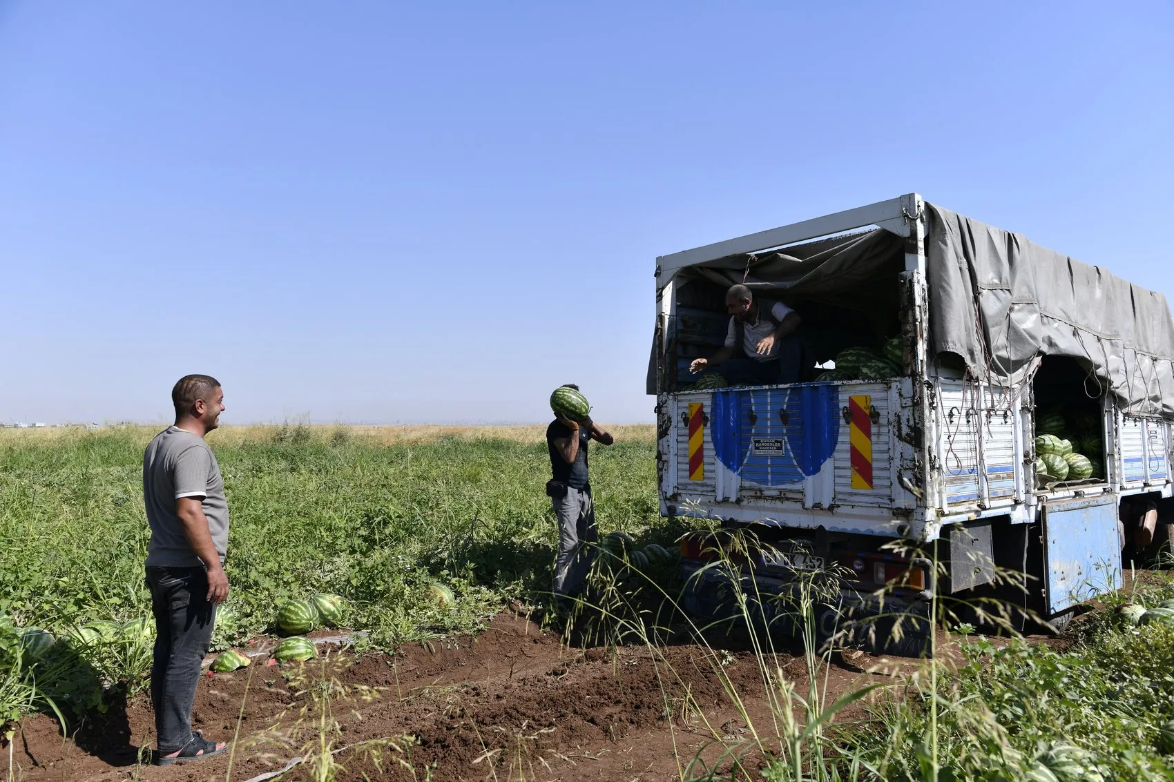 Diyarbakır karpuzunda hasat yoğunluğu Üretici tarlada satış fiyatından dertli