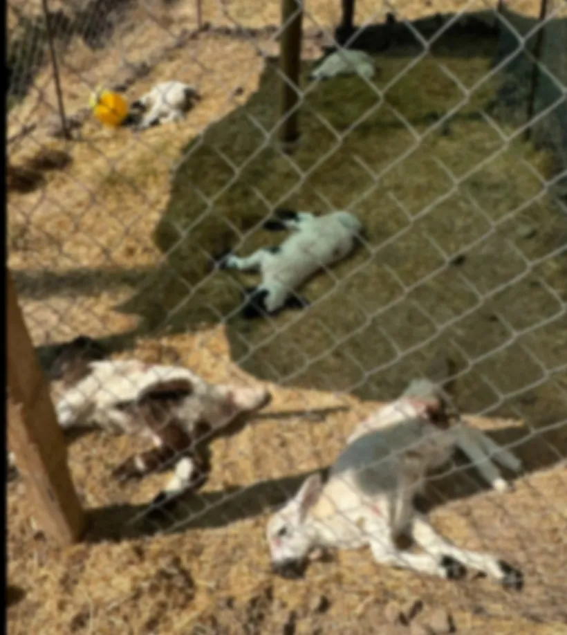 Bismil'de besicinin ağılına saldıran sahipsiz köpekler 15 kuzuyu telef etti O anlar