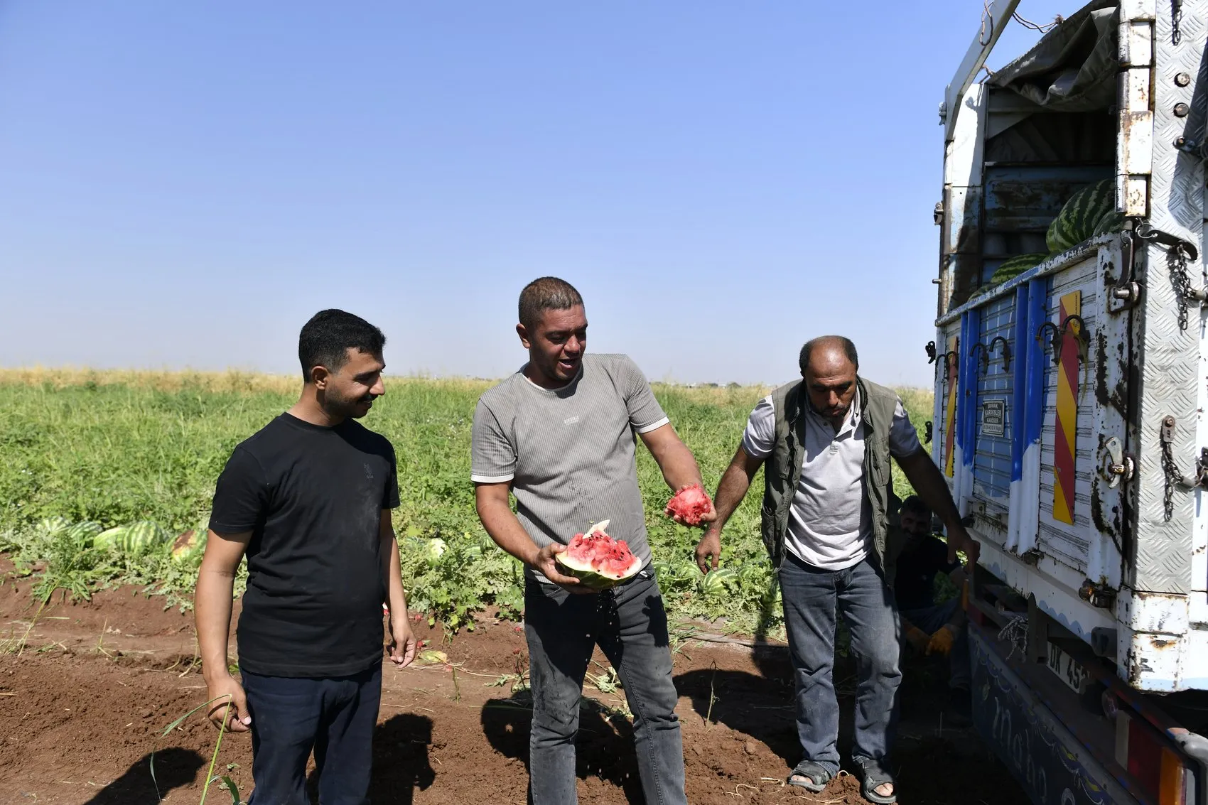 Diyarbakır karpuzunda hasat yoğunluğu Üretici tarlada satış fiyatından dertli