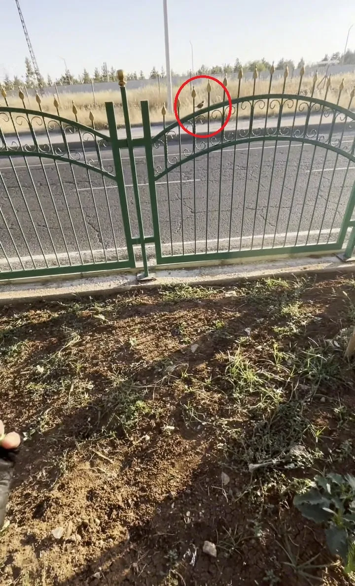 Diyarbakır'da motokurye Yusuf Dinar'ın vicdan dolu müdahalesi Serçeyi ölümden kurtardı