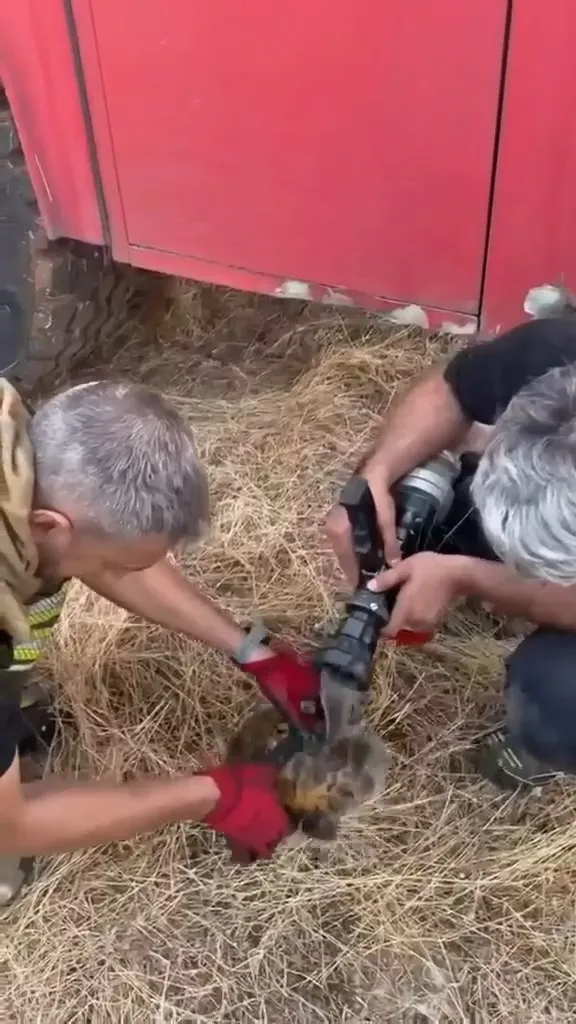 Lice'de 450 dönümlük alan küle döndü İtfaiye ekipleri alevlerin içinden kaplumbağa
