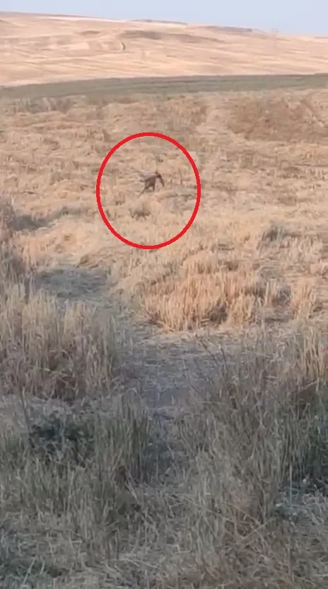 Bismil'de besicinin ağılına saldıran sahipsiz köpekler 15 kuzuyu telef etti O anlar