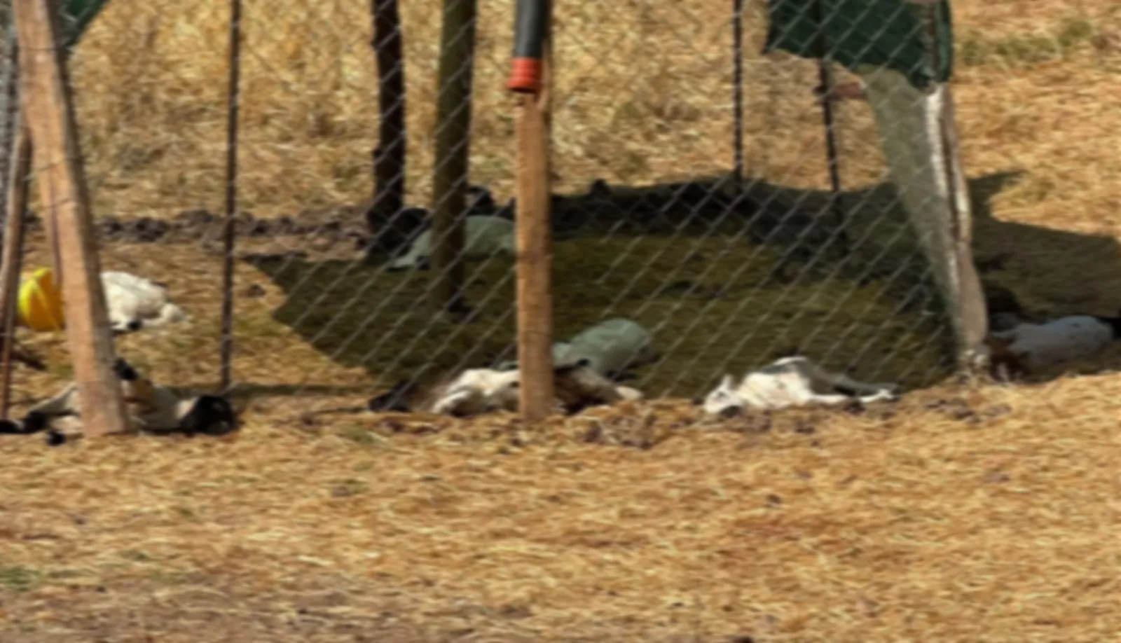 Bismil'de besicinin ağılına saldıran sahipsiz köpekler 15 kuzuyu telef etti O anlar