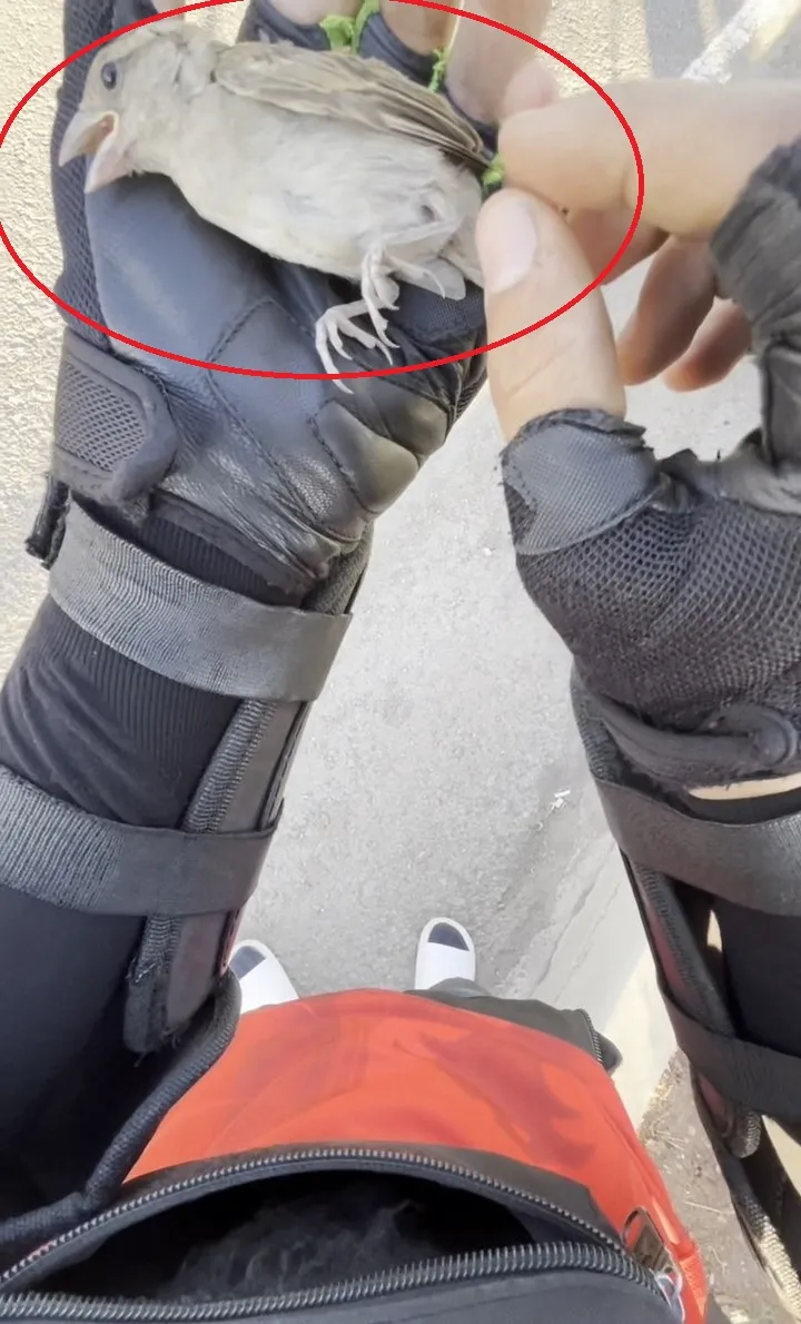 Diyarbakır'da motokurye Yusuf Dinar'ın vicdan dolu müdahalesi Serçeyi ölümden kurtardı