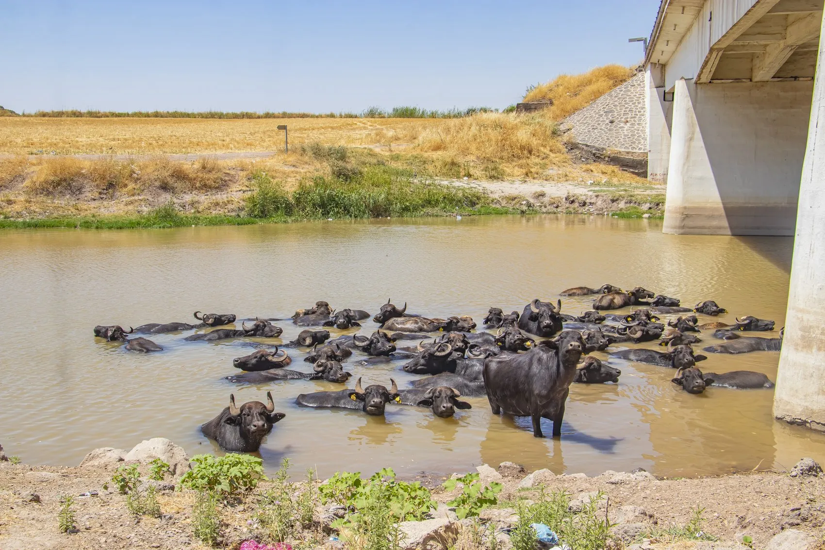Diyarbakır'da kavurucu sıcaklara karşı manda mesaisi Hayvanlar Devegeçidi'nde serinliyor