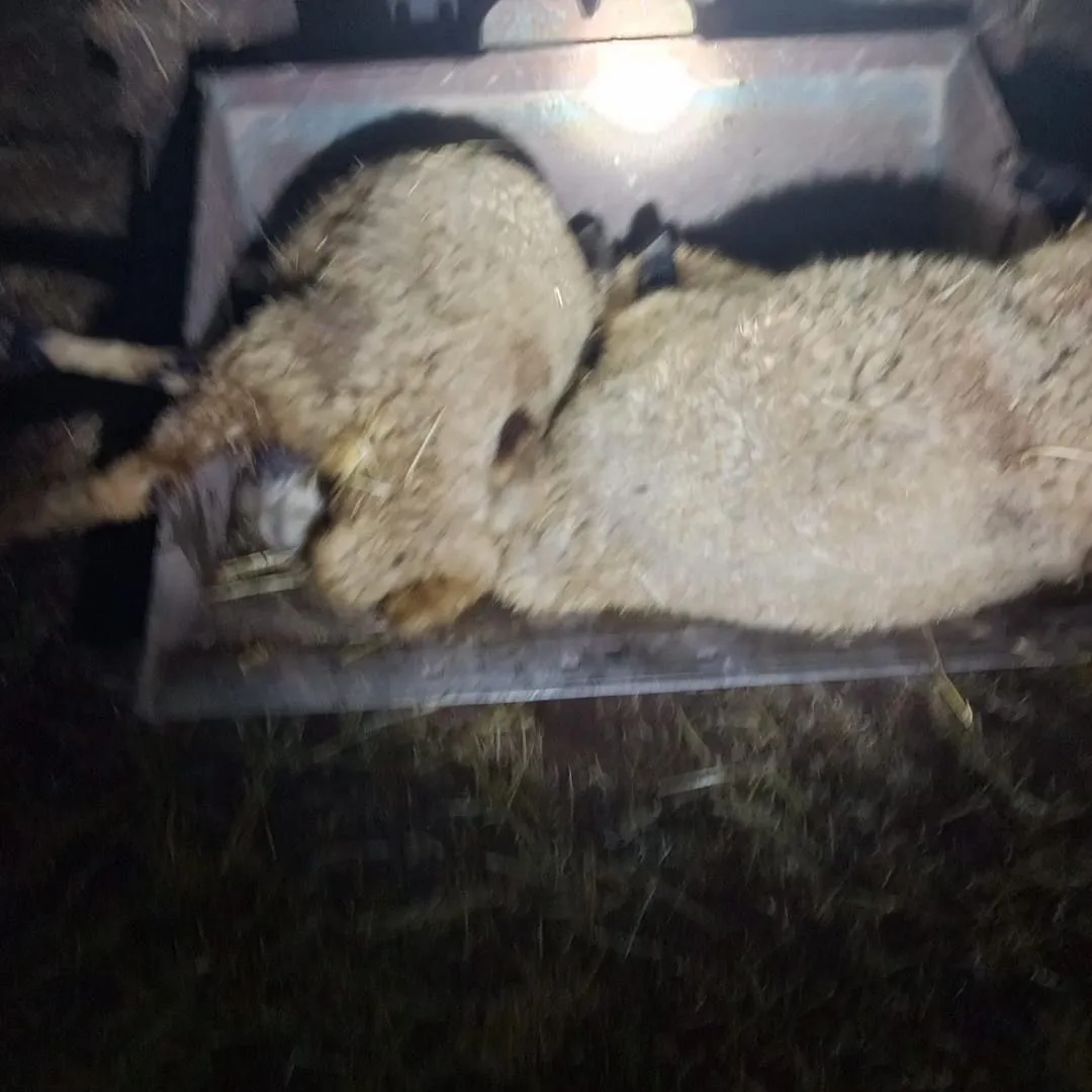 Çınar'da sağanak sırasında yıldırım faciası Mollaali'de 21 koyun telef oldu