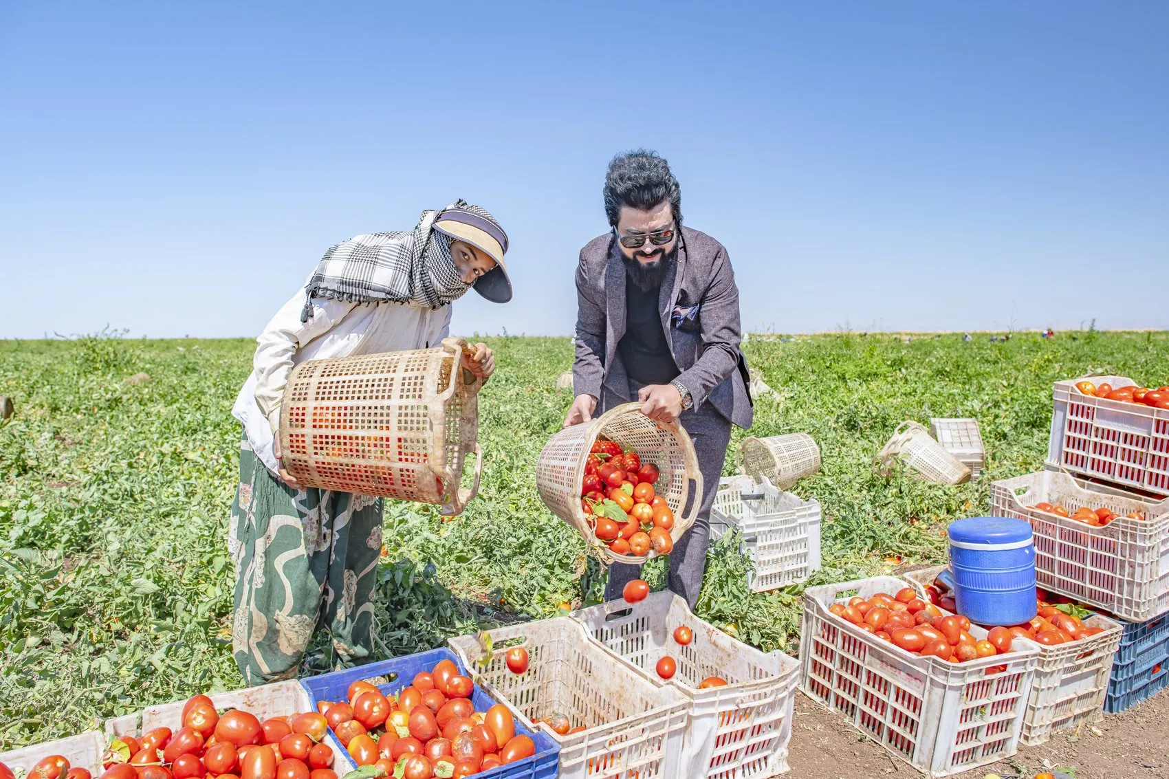 Karacadağ eteklerinde yetişen domatesler dünyanın mutfaklarına lezzet taşıyor