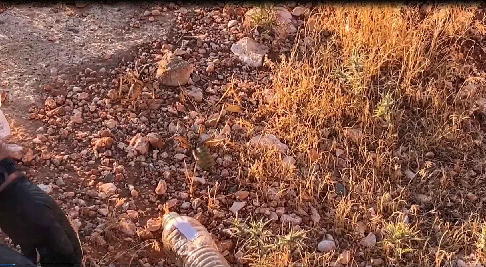 Nemrut'ta canlı çekirgeyle yakalanan şüphelilere 1,4 milyon TL ceza Uzman uyardı