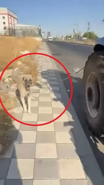 Diyarbakır Bağlar'da vicdansızlık: Traktöre iple bağladığı köpeği koşturdu